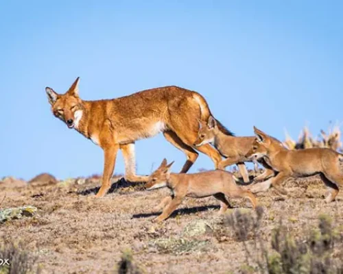 fox with cubs on run dsc 6165